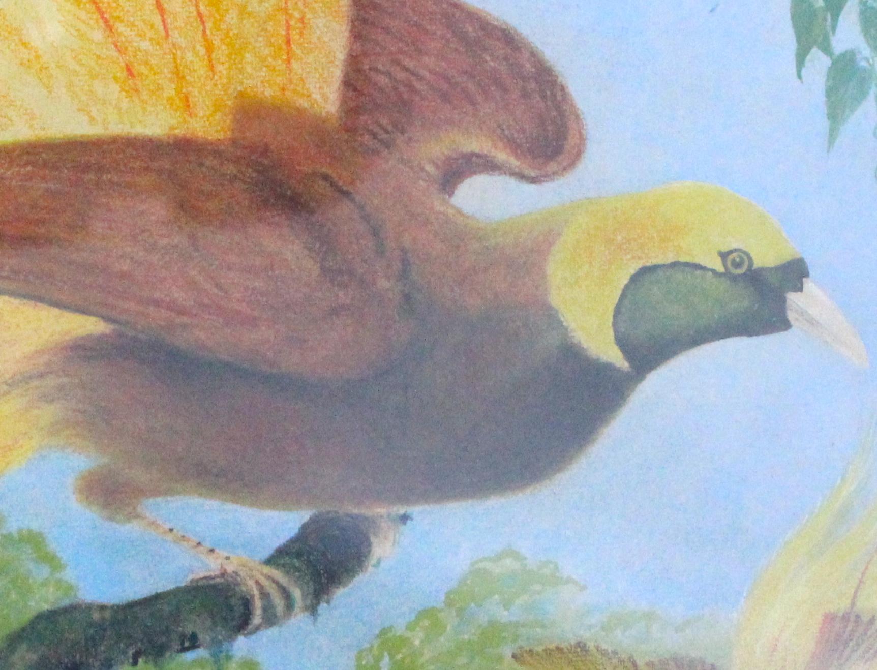 20th Century Pencil Pastel Rendering of Lesser Bird-of-Paradise by Allen L. Person For Sale