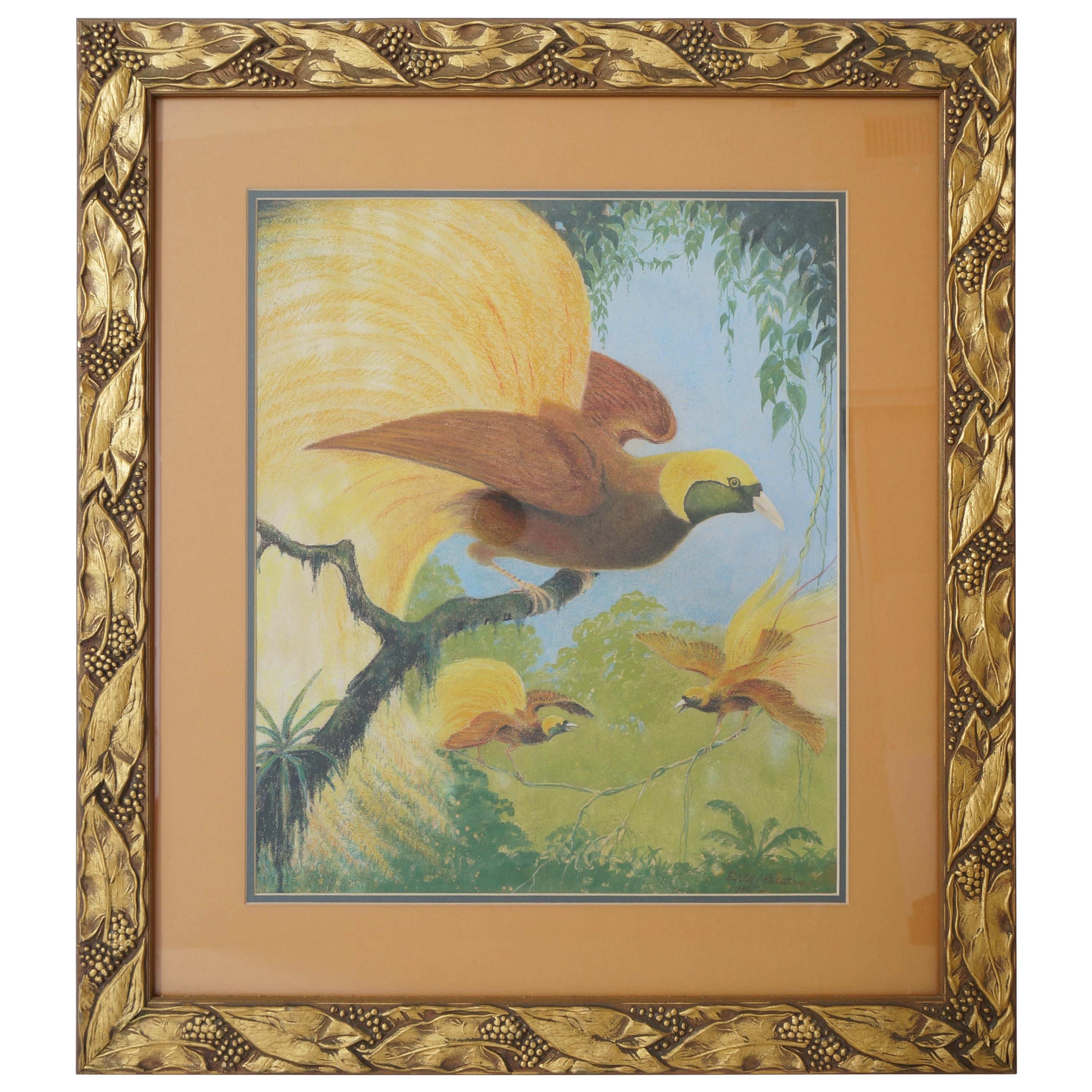 Pencil Pastel Rendering of Lesser Bird-of-Paradise by Allen L. Person For Sale