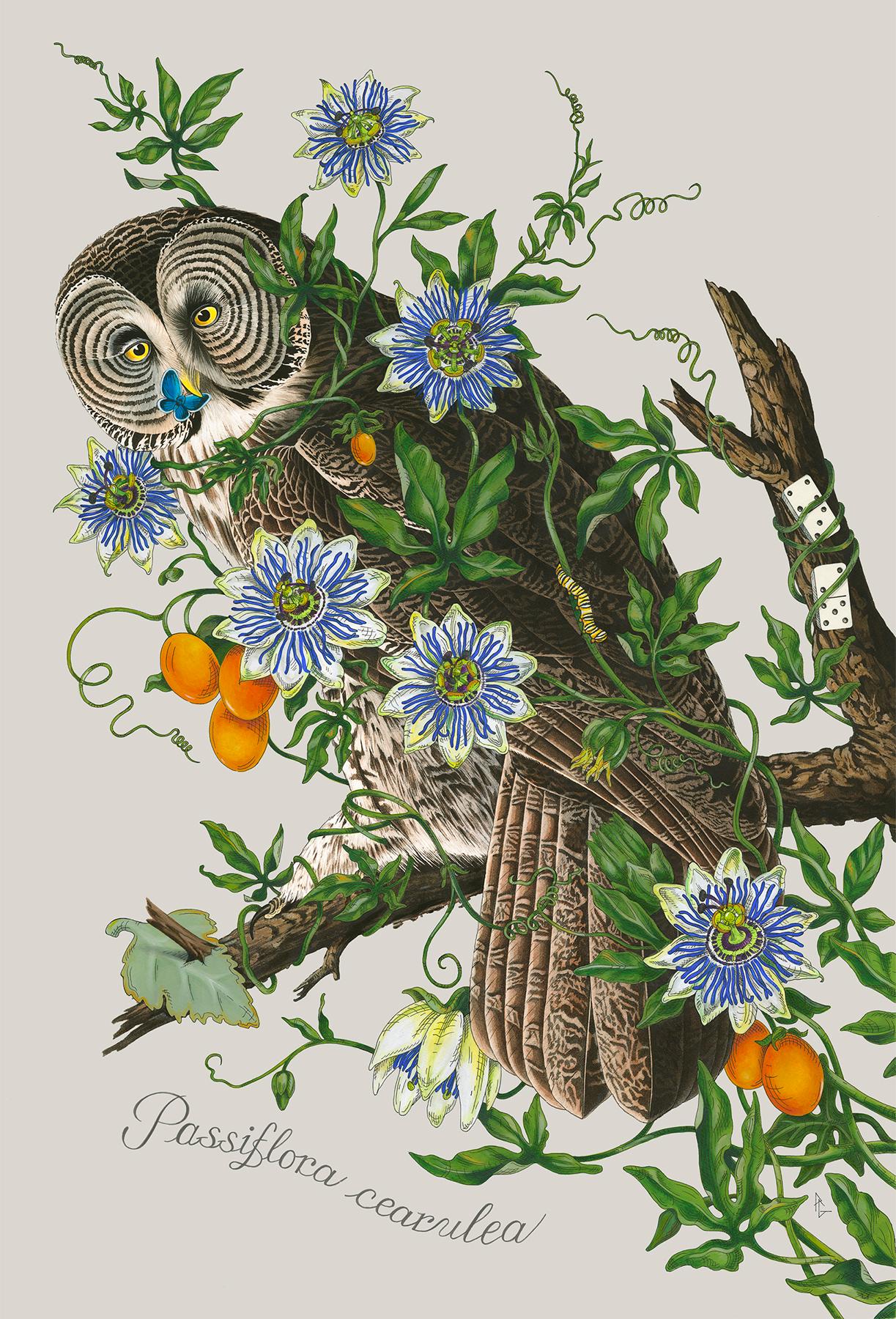 Penelope Gottlieb Animal Painting - Passiflora Cearulea