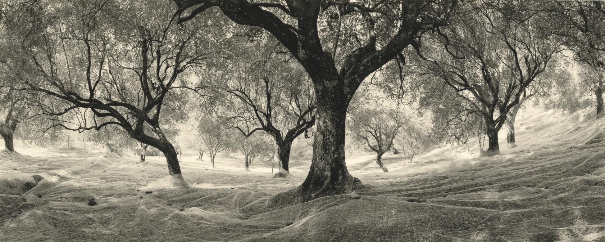 Pentti Sammallahti Black and White Photograph – Cilento, Olivenbäume, Italien