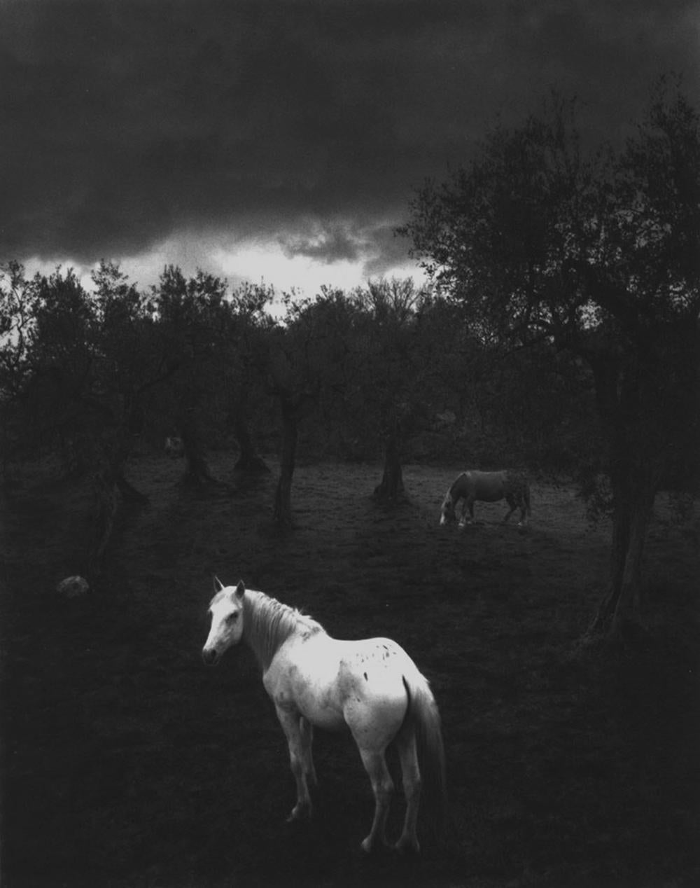 Pentti Sammallahti Black and White Photograph - Cilento, Italy