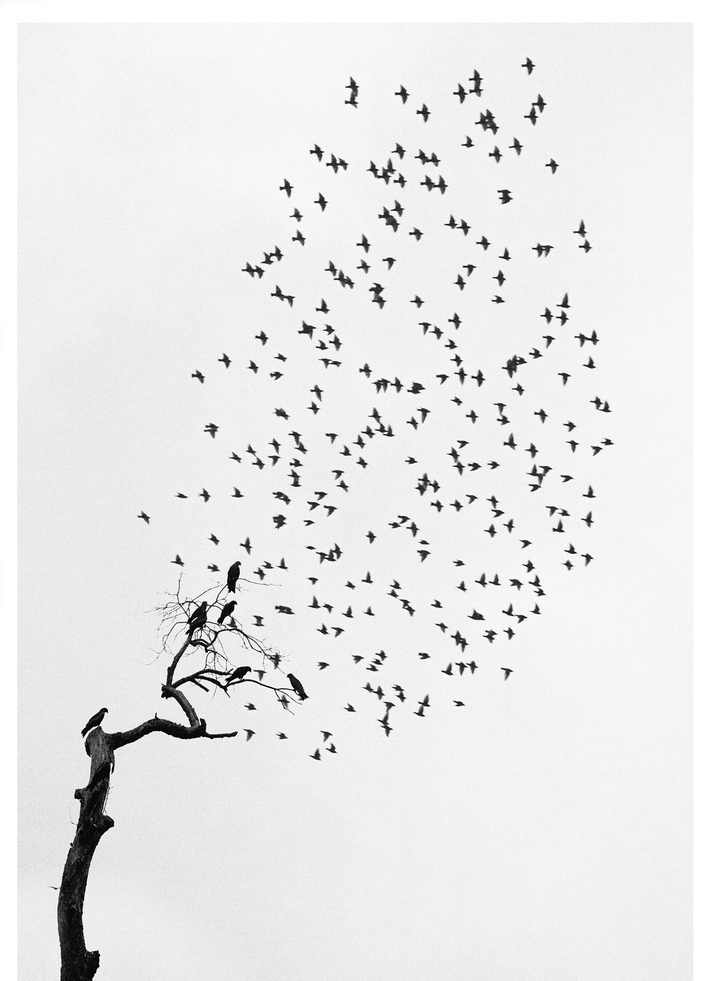 Pentti Sammallahti Black and White Photograph - Delhi, India (Flock of Birds)