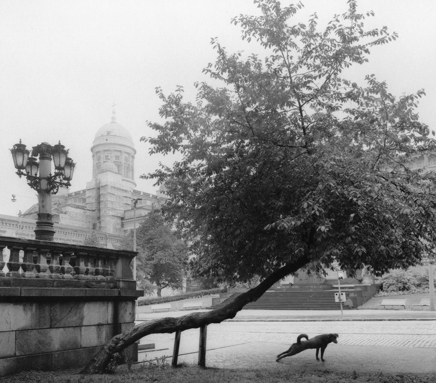 Pentti Sammallahti Black and White Photograph - Helsinki, Finland (Dog Stretching Under a Tree)