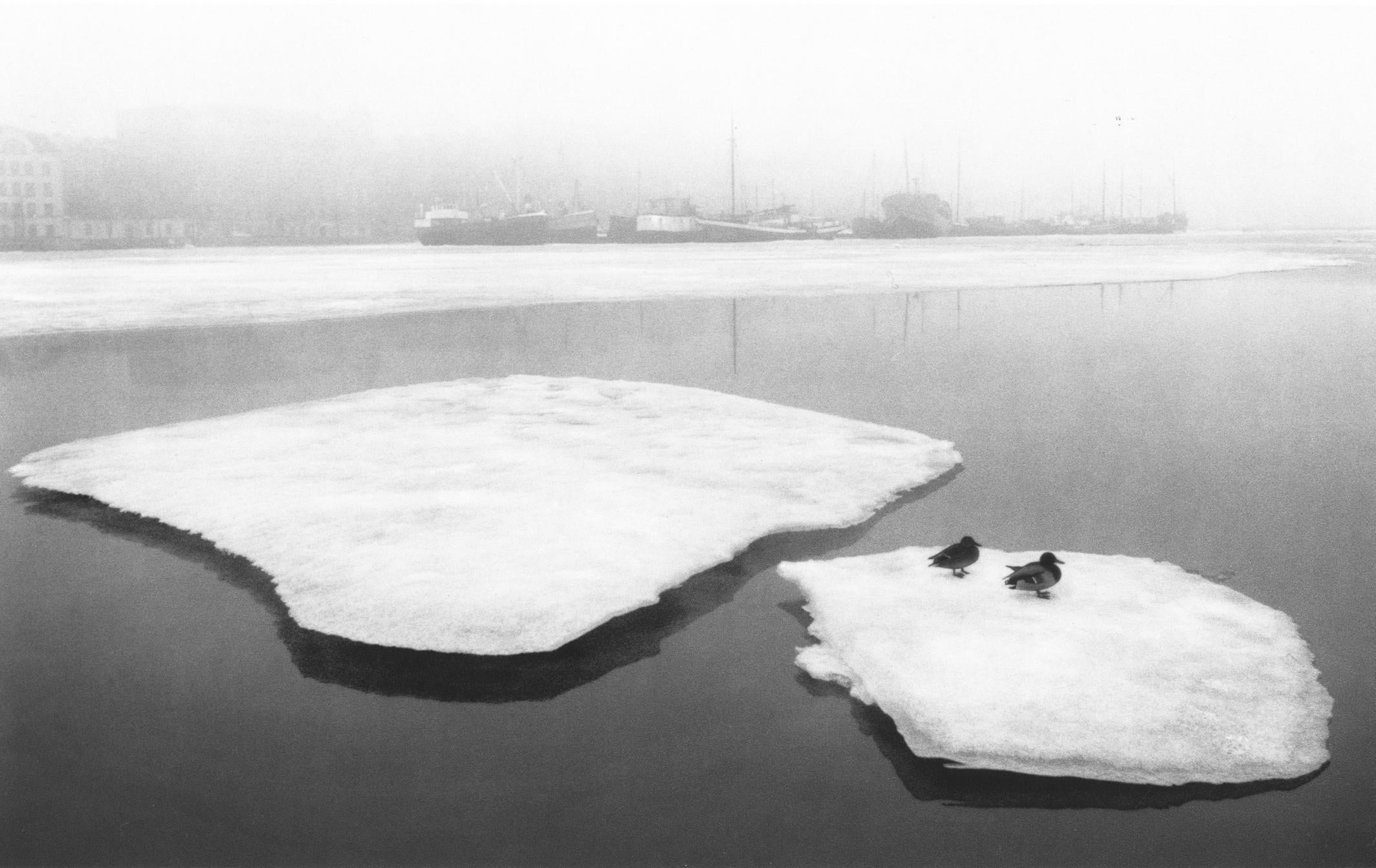 Pentti Sammallahti Black and White Photograph - Helsinki, Finland (Ducks On Floating Ice)