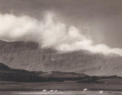 Islande ( Paysage avec montagnes en arrière-plan, et chevaux paissant sur des plaines)