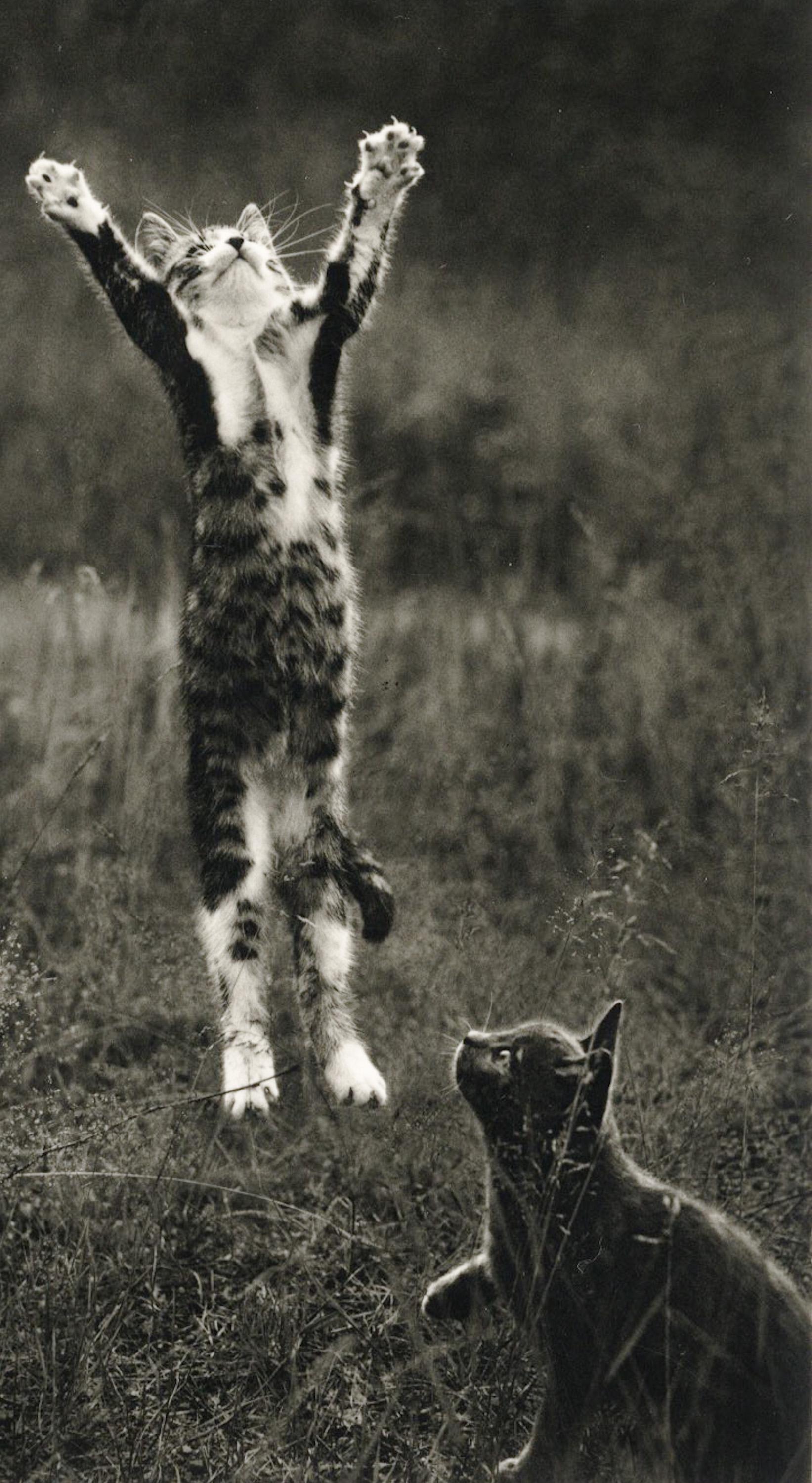 Pentti Sammallahti Black and White Photograph - Koylia, Finland (Two Kittens Playing in a Field)