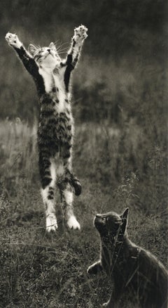 Vintage Koylia, Finland (Two Kittens Playing in a Field)