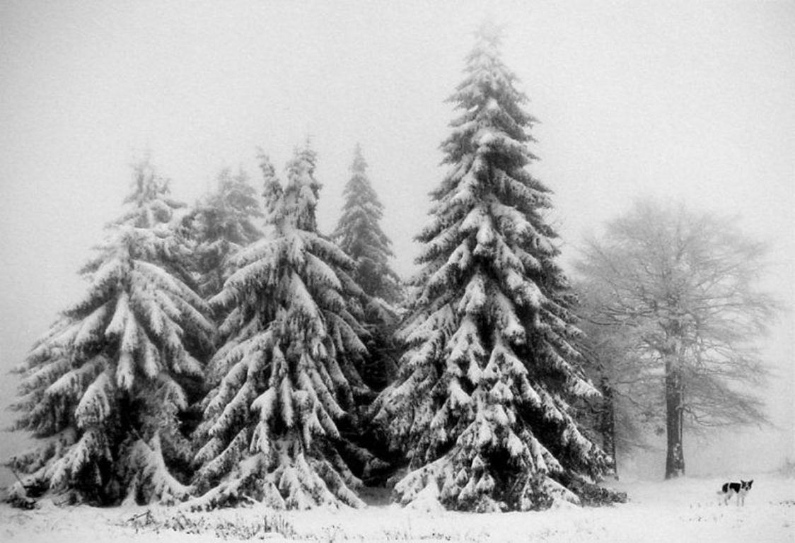 Pentti Sammallahti Black and White Photograph - Petrohan, Bolgaria (Snowy Evergreens with Dog)