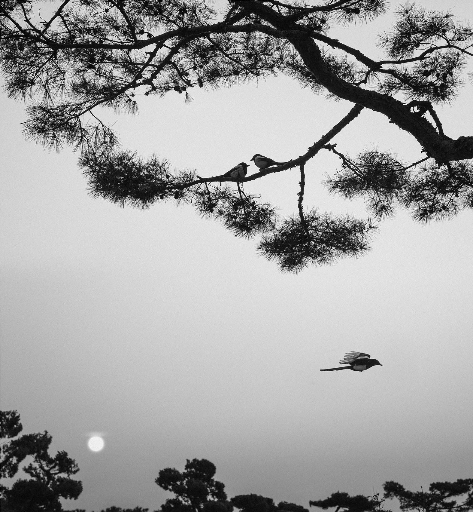 Black and White Photograph Pentti Sammallahti - Séoul, Corée (trois oiseaux)