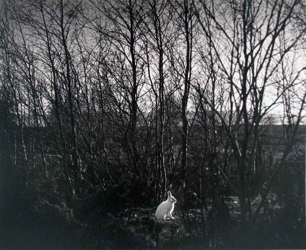 Pentti Sammallahti Black and White Photograph - Signilskar (Rabbit in Woods)