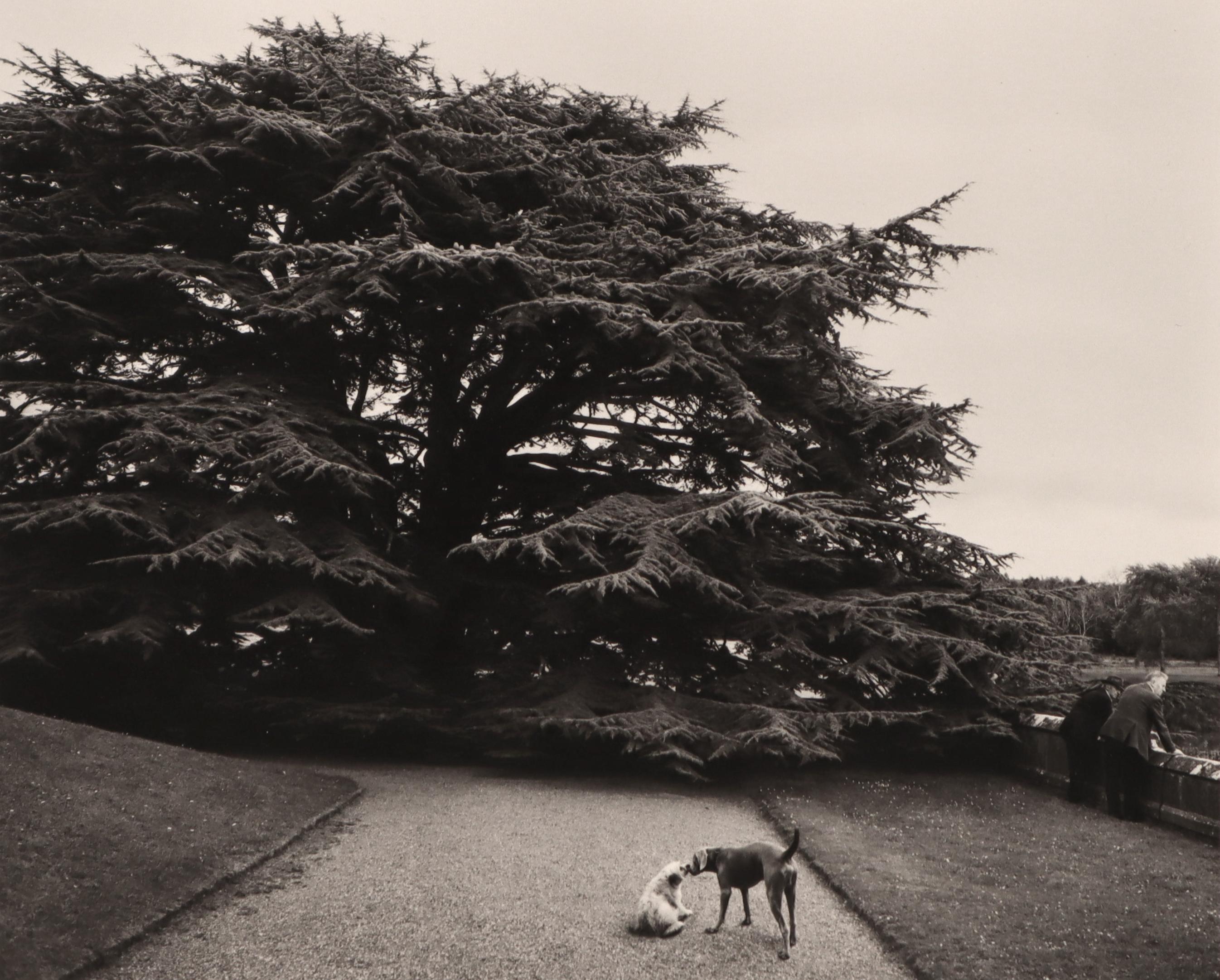 Black and White Photograph di Pentti Sammallahti - Senza titolo (Due cani che si baciano e un albero)