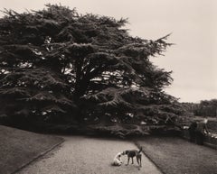 Sans titre (Deux chiens s'embrassant et un arbre)