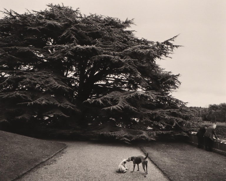 pentti-sammallahti-untitled-two-dogs-kissing-and-tree-for-sale-at