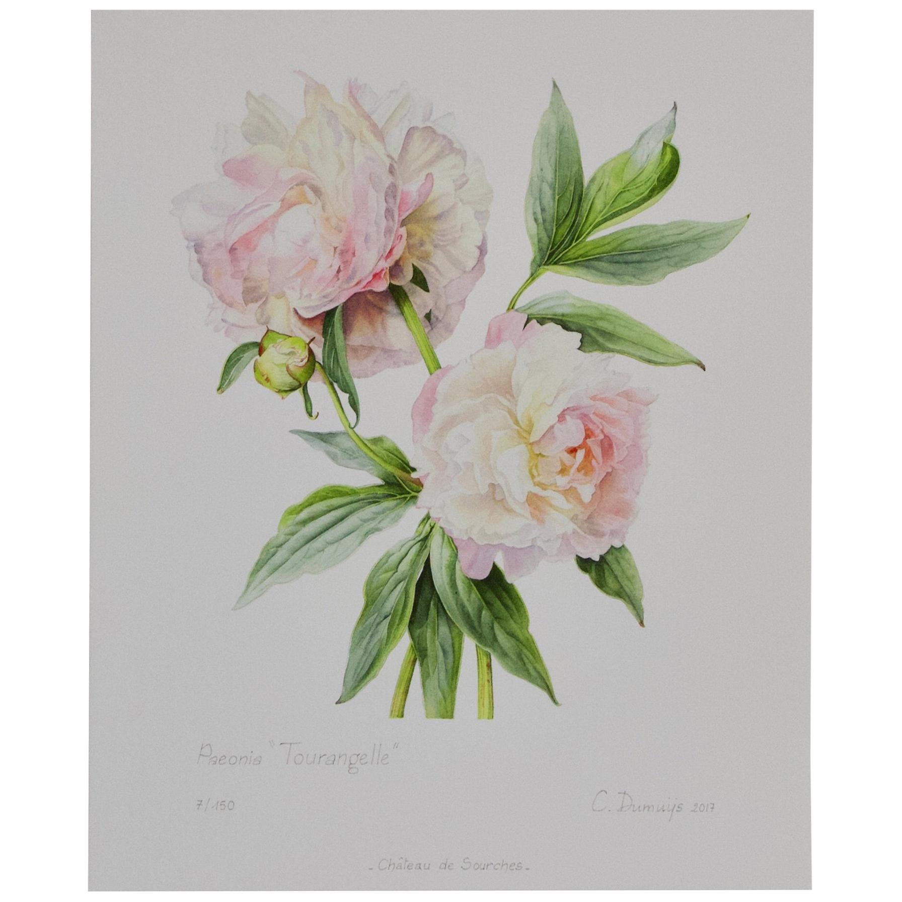 Peony Print by Caroline Dumuys-Babian for Conservatory of Peony France For Sale
