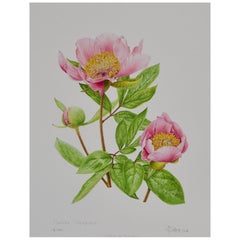 Peony Print by Claire Felloni for Conservatory of Peony France