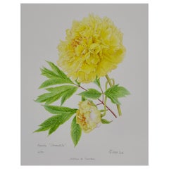 Peony Print by Claire Felloni for Conservatory of Peony France