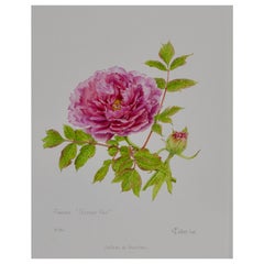 Peony Print by Claire Felloni for Conservatory of Peony France
