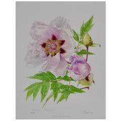 Peony Print by Claire Felloni for Conservatory of Peony, France