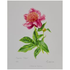 Peony Print by Claire Felloni for Conservatory of Peony France