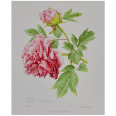 Peony Print by Claire Felloni for Conservatory of Peony, France