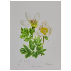 Peony Print by Claire Felloni for Conservatory of Peony France