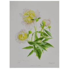 Peony Print by Claire Felloni for Conservatory of Peony, France