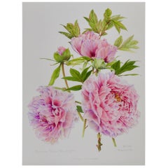 Peony Print by Françoise Piquet-Vadon for Conservatory of Peony, France