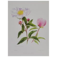 Peony Print by Françoise Piquet-Vadon for Conservatory of Peony, France