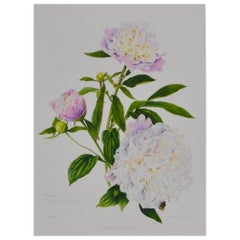Peony Print by Françoise Piquet-Vadon for Conservatory of Peony, France