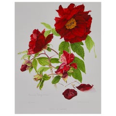 Peony Print by Françoise Piquet-Vadon for Conservatory of Peony, France