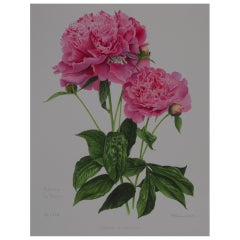 Peony Print by Françoise Piquet-Vadon for Conservatory of Peony, France