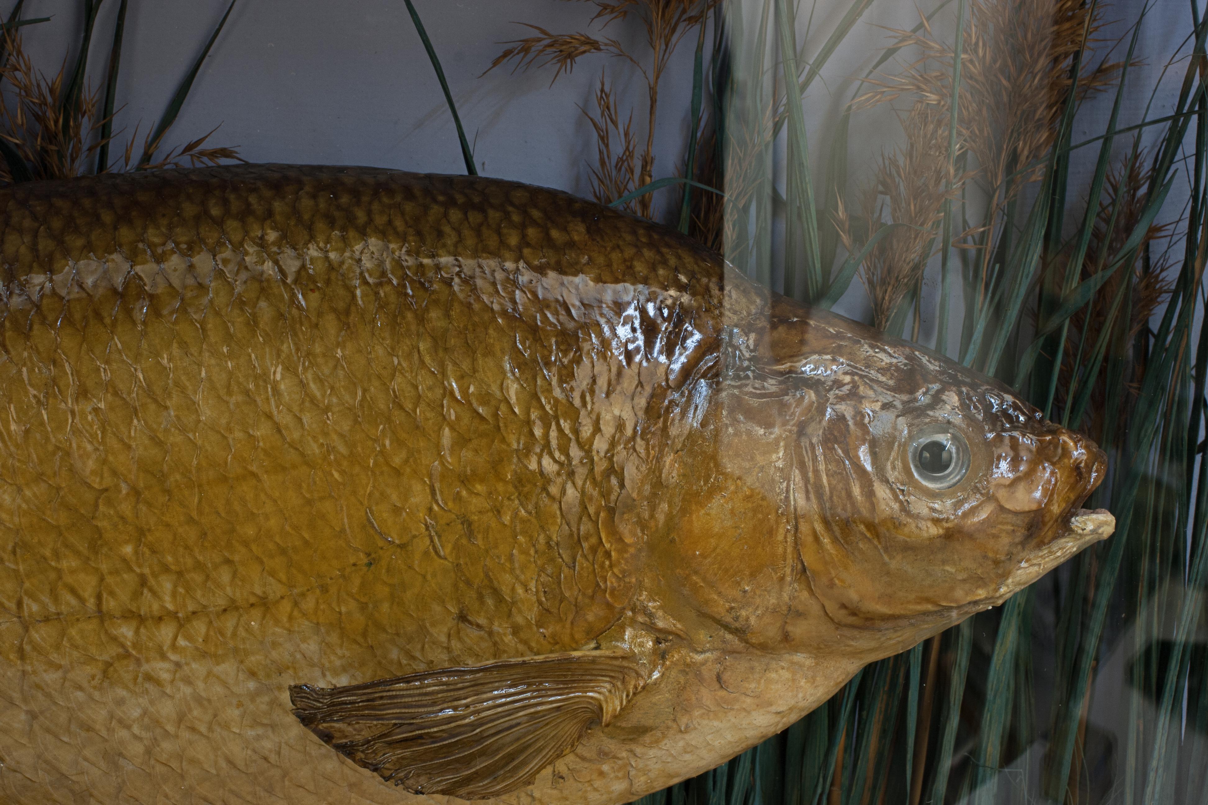 Pepared Fish in Bow Fronted Case, Bream For Sale 5