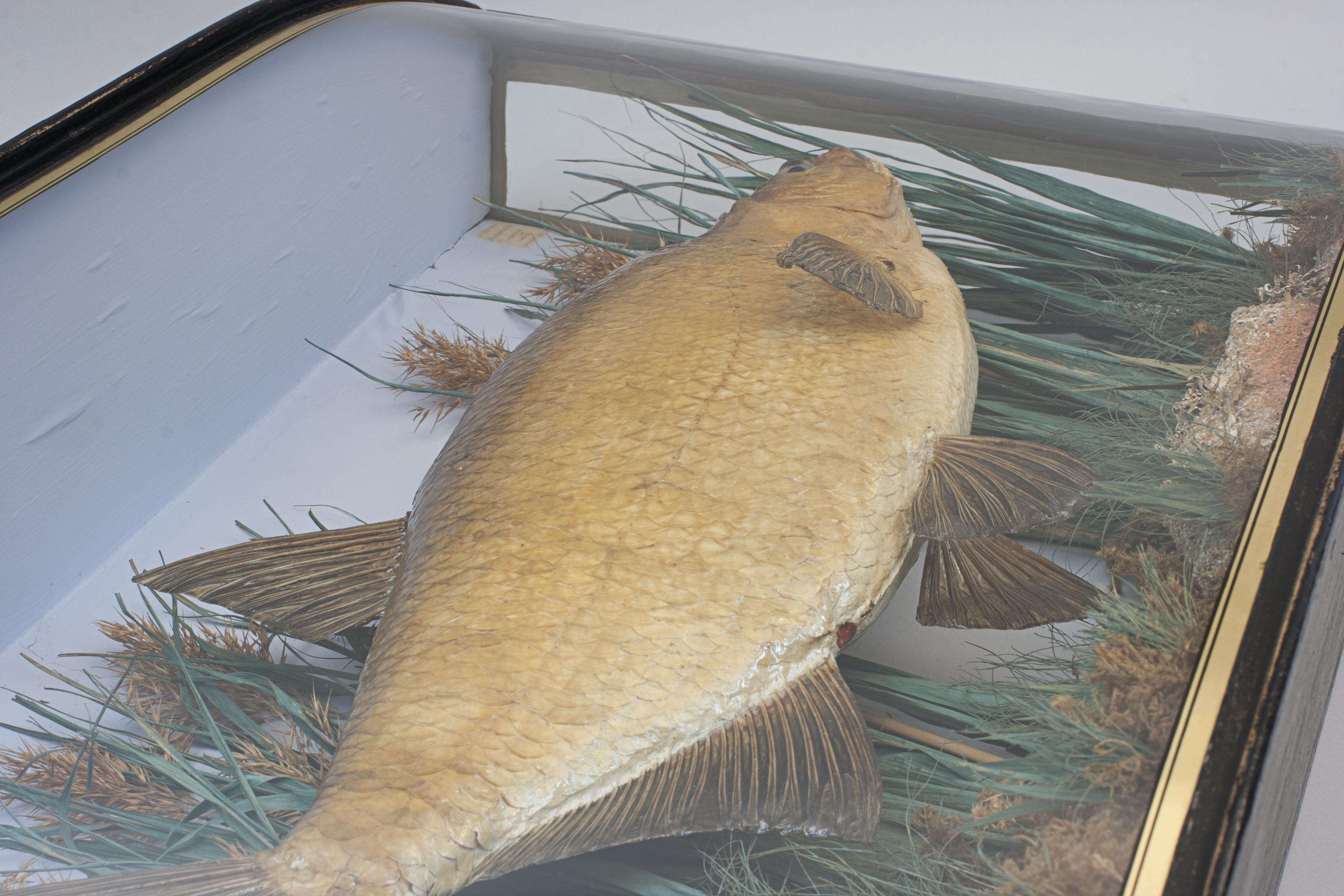 Pepared Fish in Bow Fronted Case, Bream For Sale 7