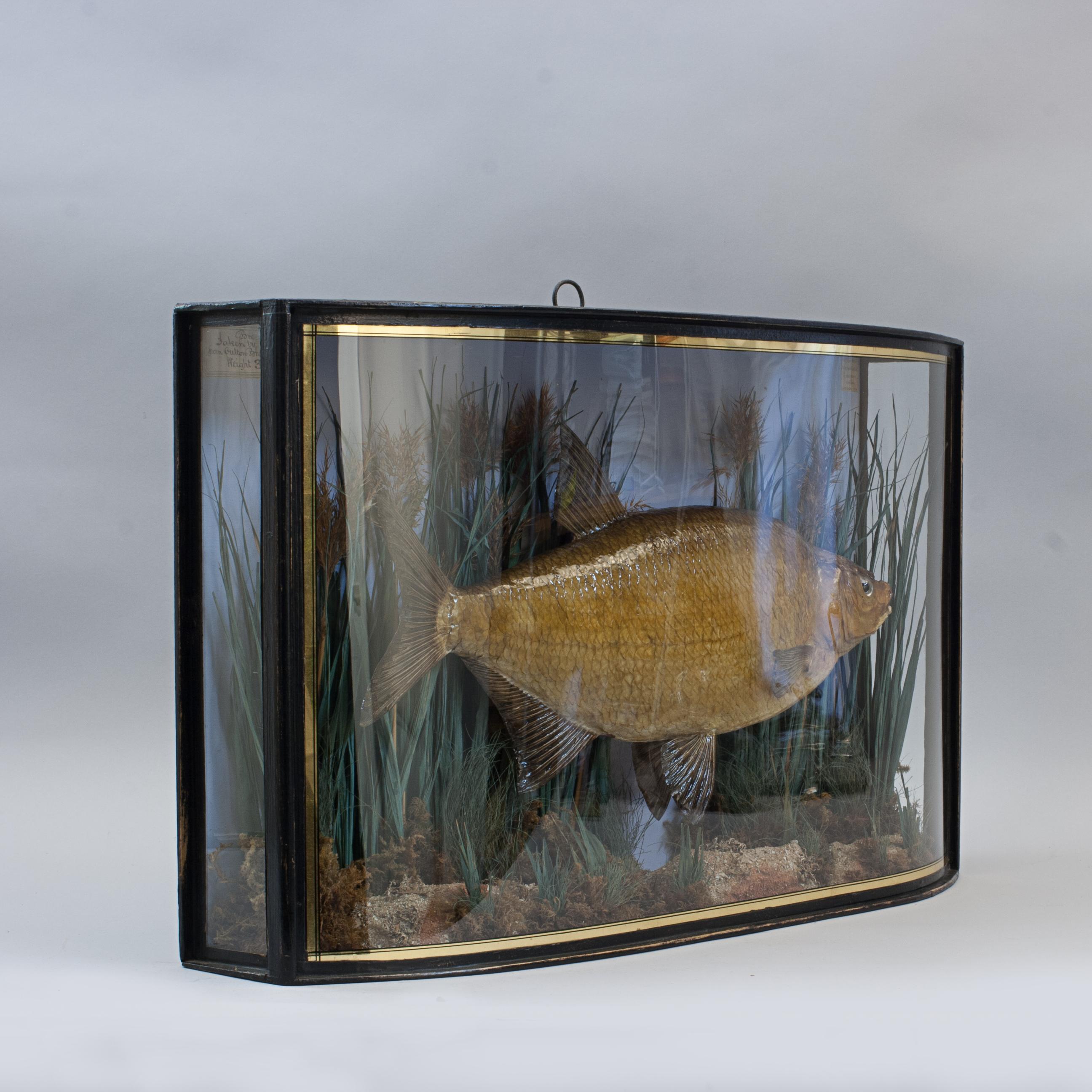 Taxidermy, Preserved Fish, Cased Bream.
A cased bream by Frederick William Anstiss (1864 - 1936) in a nice bow fronted case with gilt lines. The case contains a cleverly modelled bream set against a painted backdrop with realistic river bed