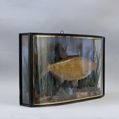 Antique Taxidermy Fish in Bow Fronted Case, Bream
