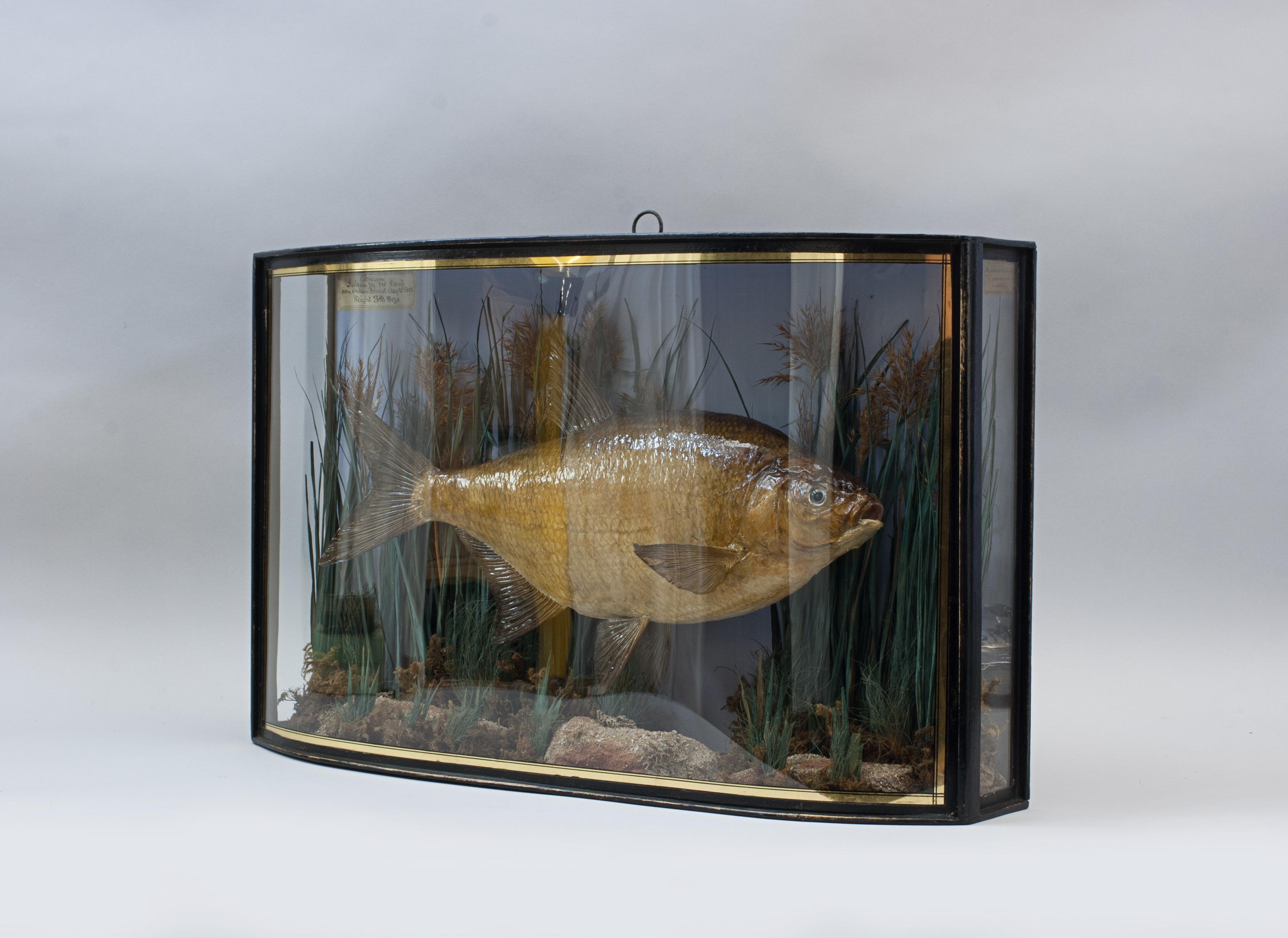 Pepared Fish in Bow Fronted Case, Bream In Good Condition For Sale In Oxfordshire, GB