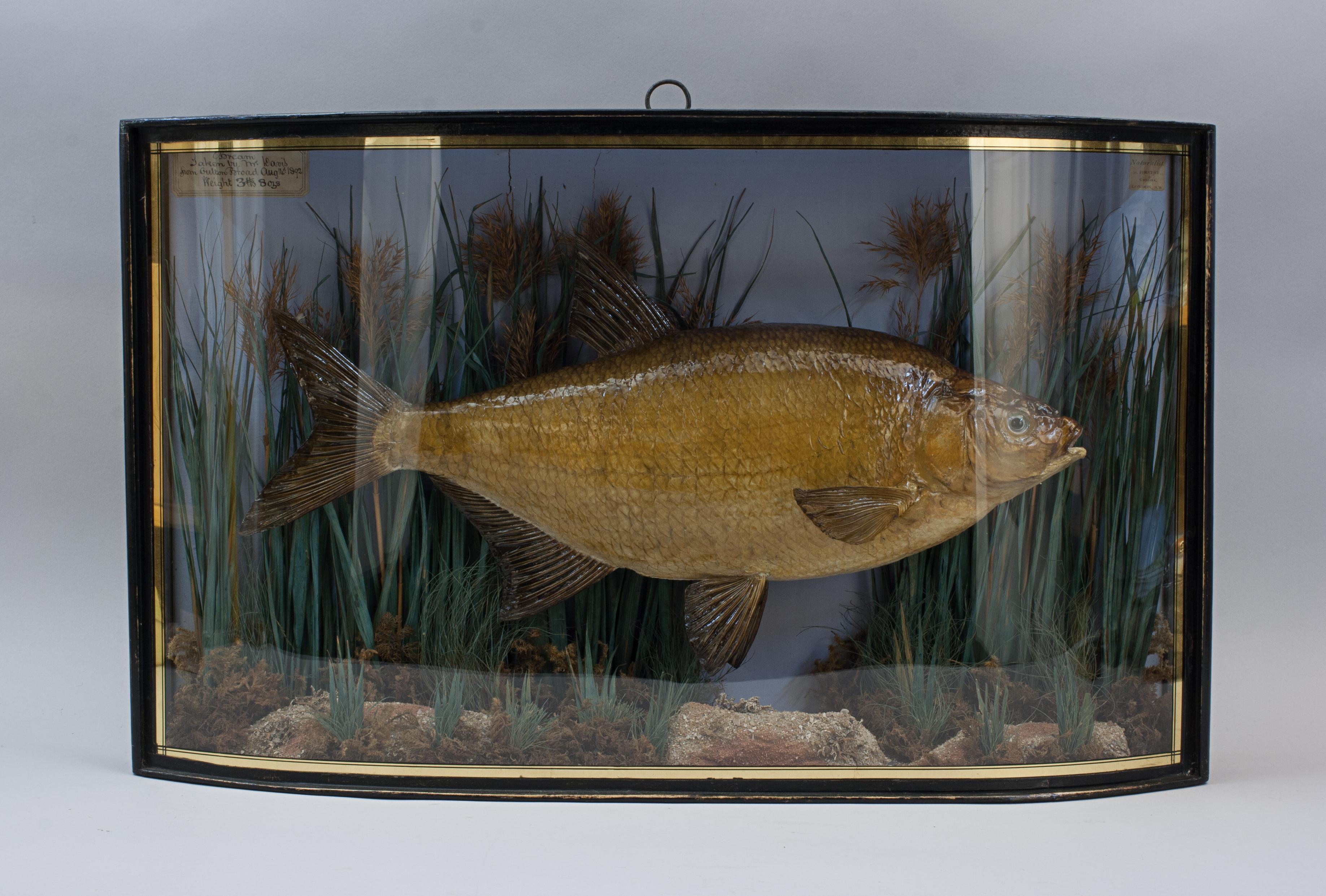Late 19th Century Pepared Fish in Bow Fronted Case, Bream For Sale
