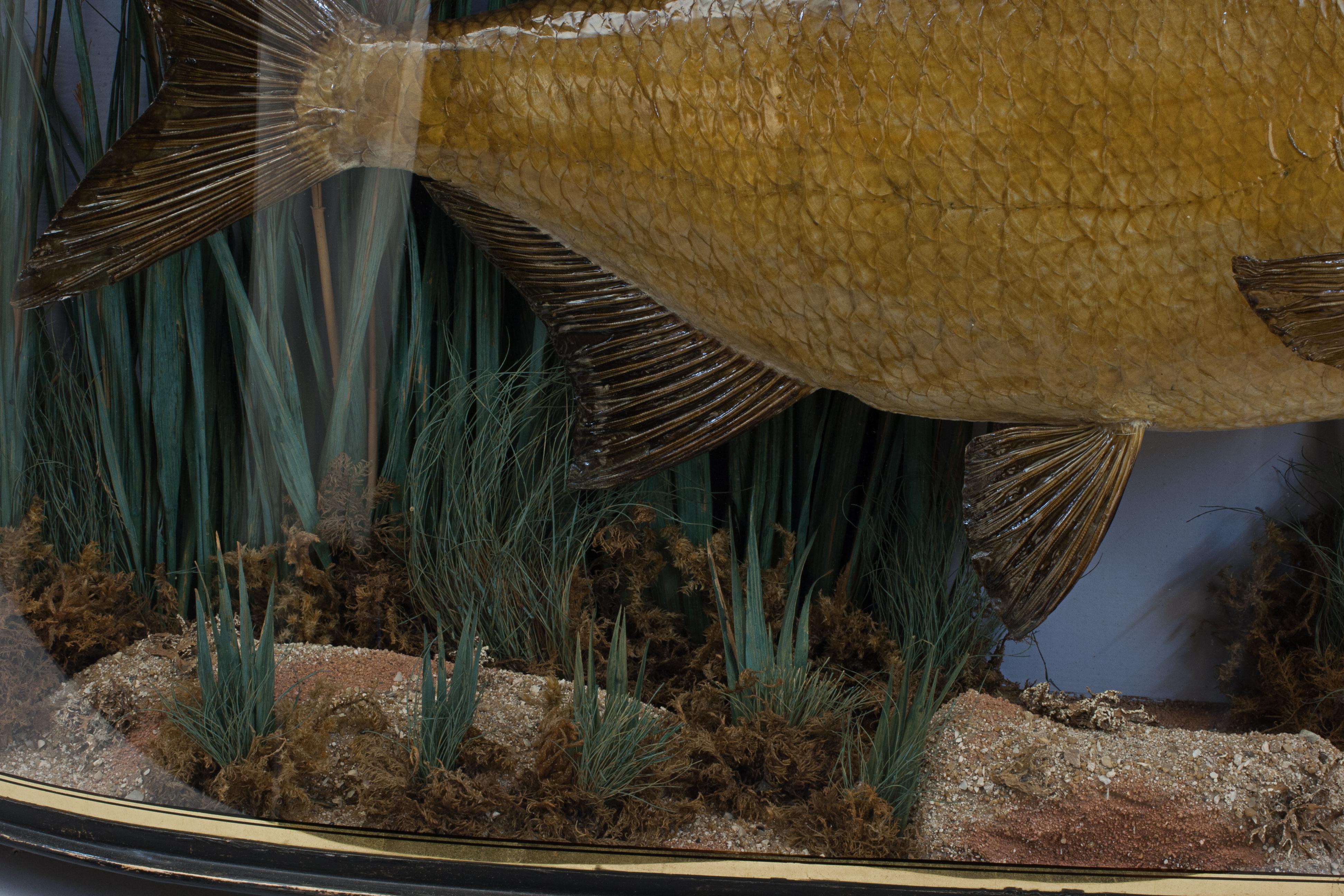 Verre Poisson en forme d'épée dans un étui en forme d'archet, daurade en vente