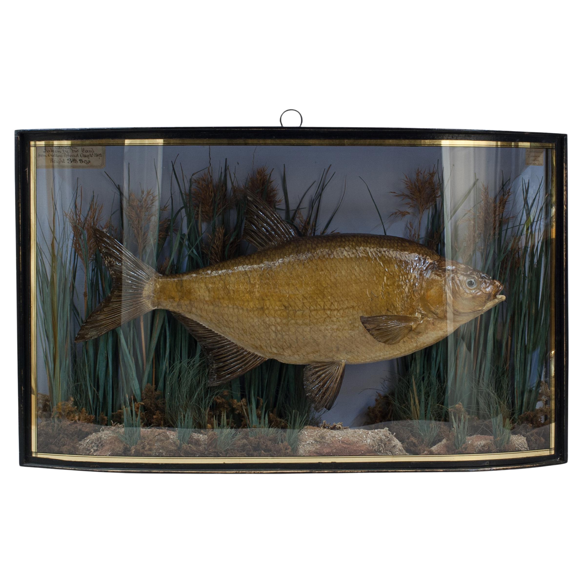 Pepared Fish in Bow Fronted Case, Bream