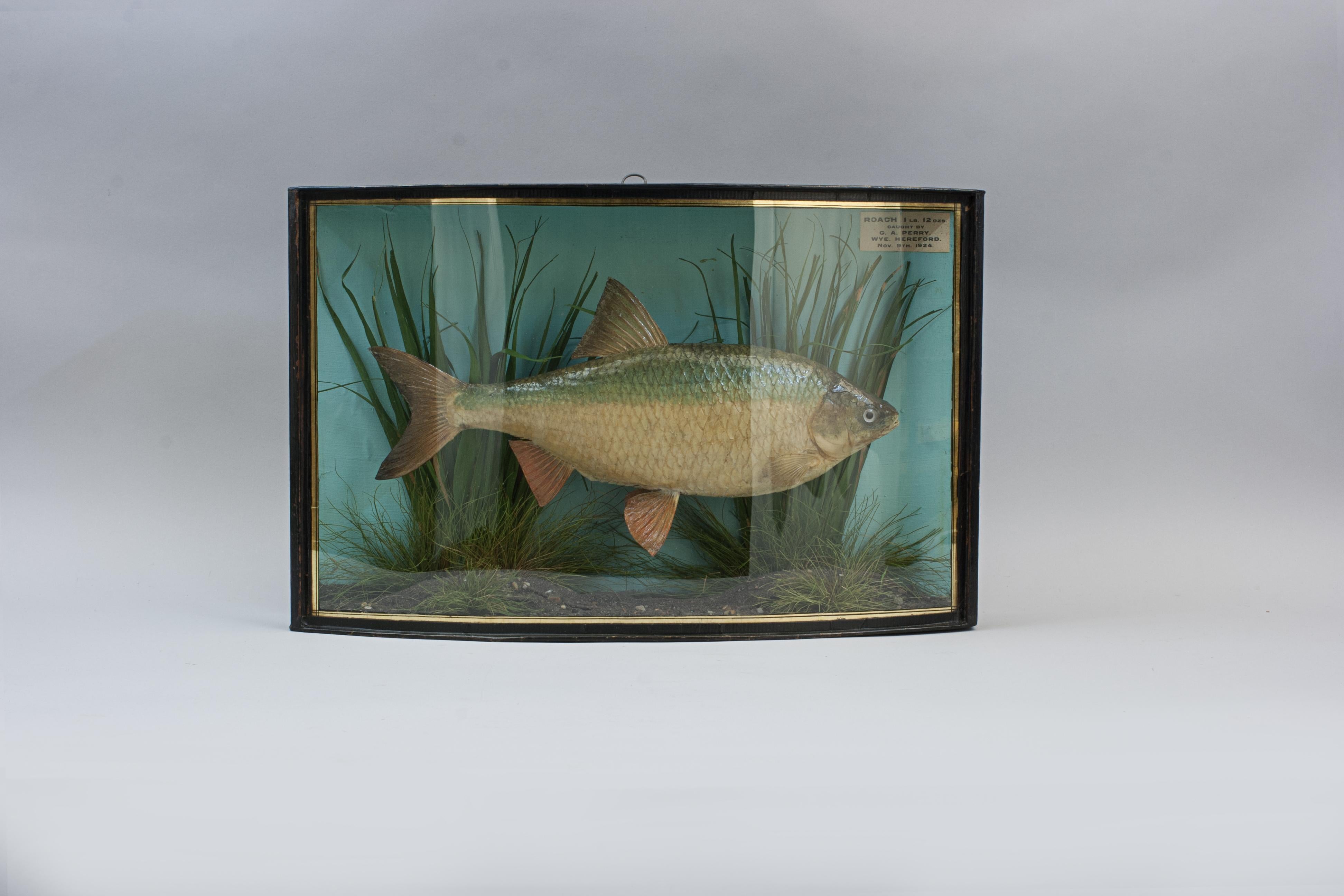 Pepared Fish in Bow Fronted Case, Roach For Sale 2