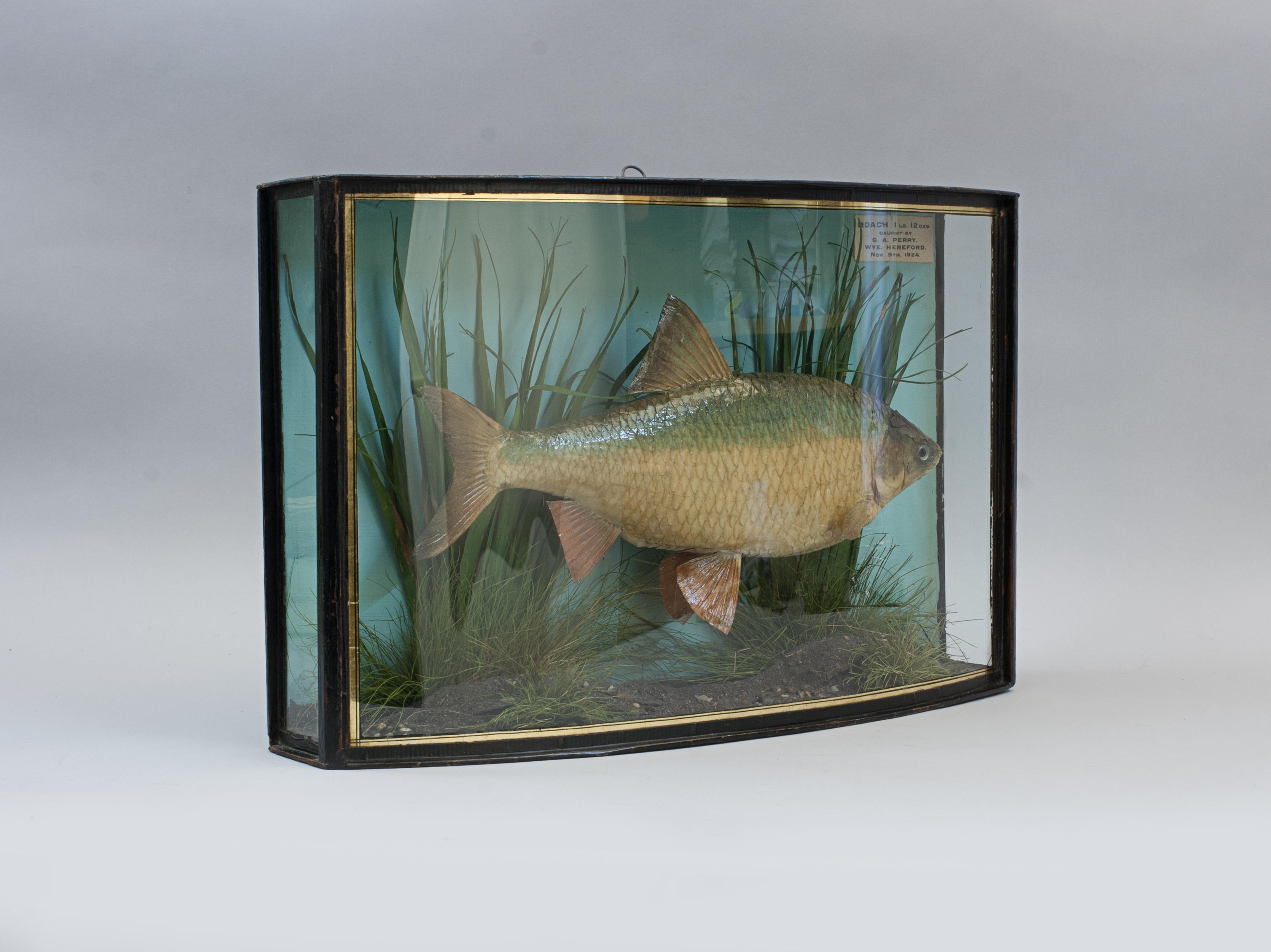 Taxidermy, Preserved Fish, Cased Roach.
A cased roach in a nice bow fronted case with gilt lines. The case contains a cleverly modelled roach set against a painted backdrop with realistic river bed setting. There is a small paper label internally,