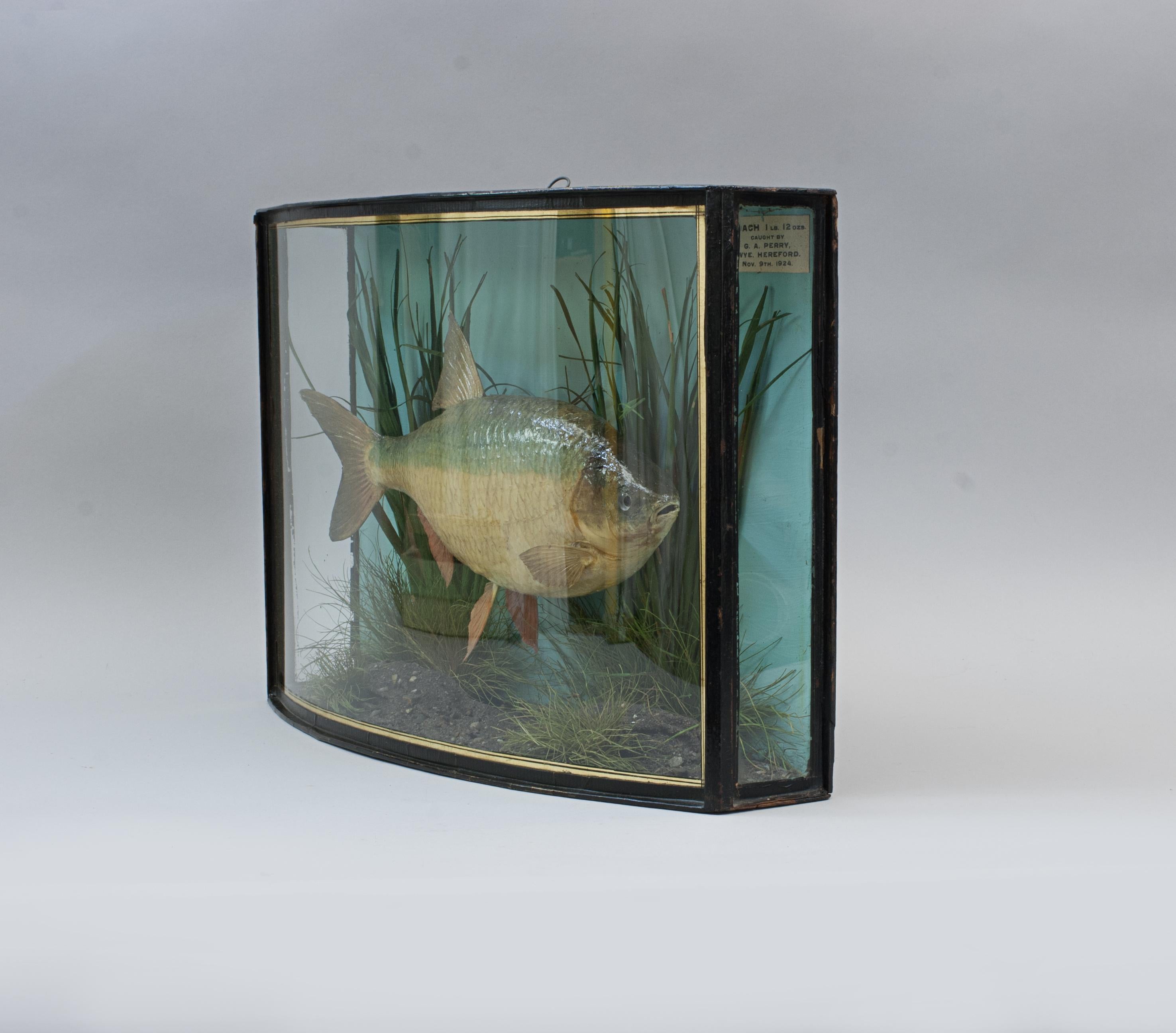 British Pepared Fish in Bow Fronted Case, Roach For Sale