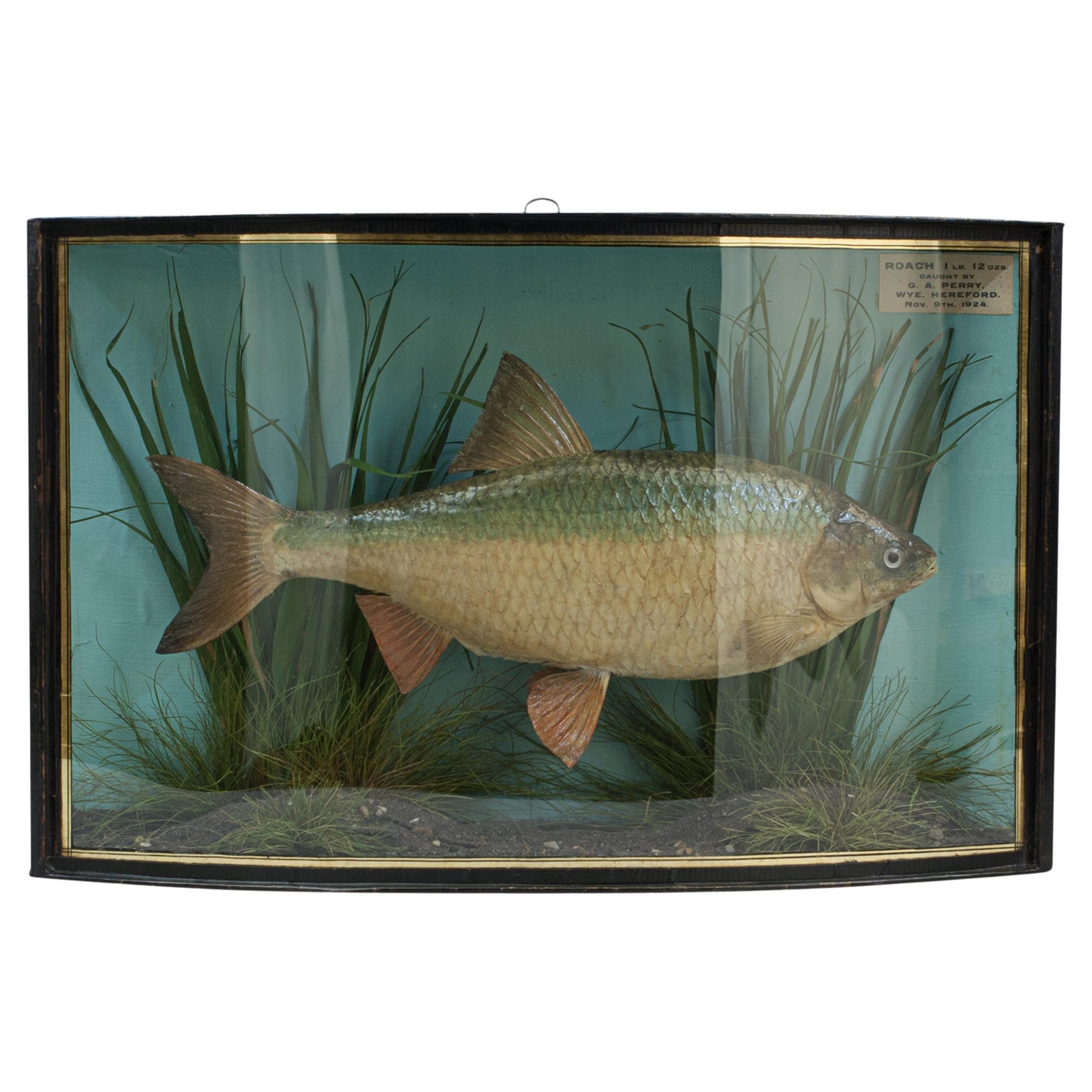 Pepared Fish in Bow Fronted Case, Roach For Sale