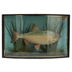 Pepared Fish in Bow Fronted Case, Roach