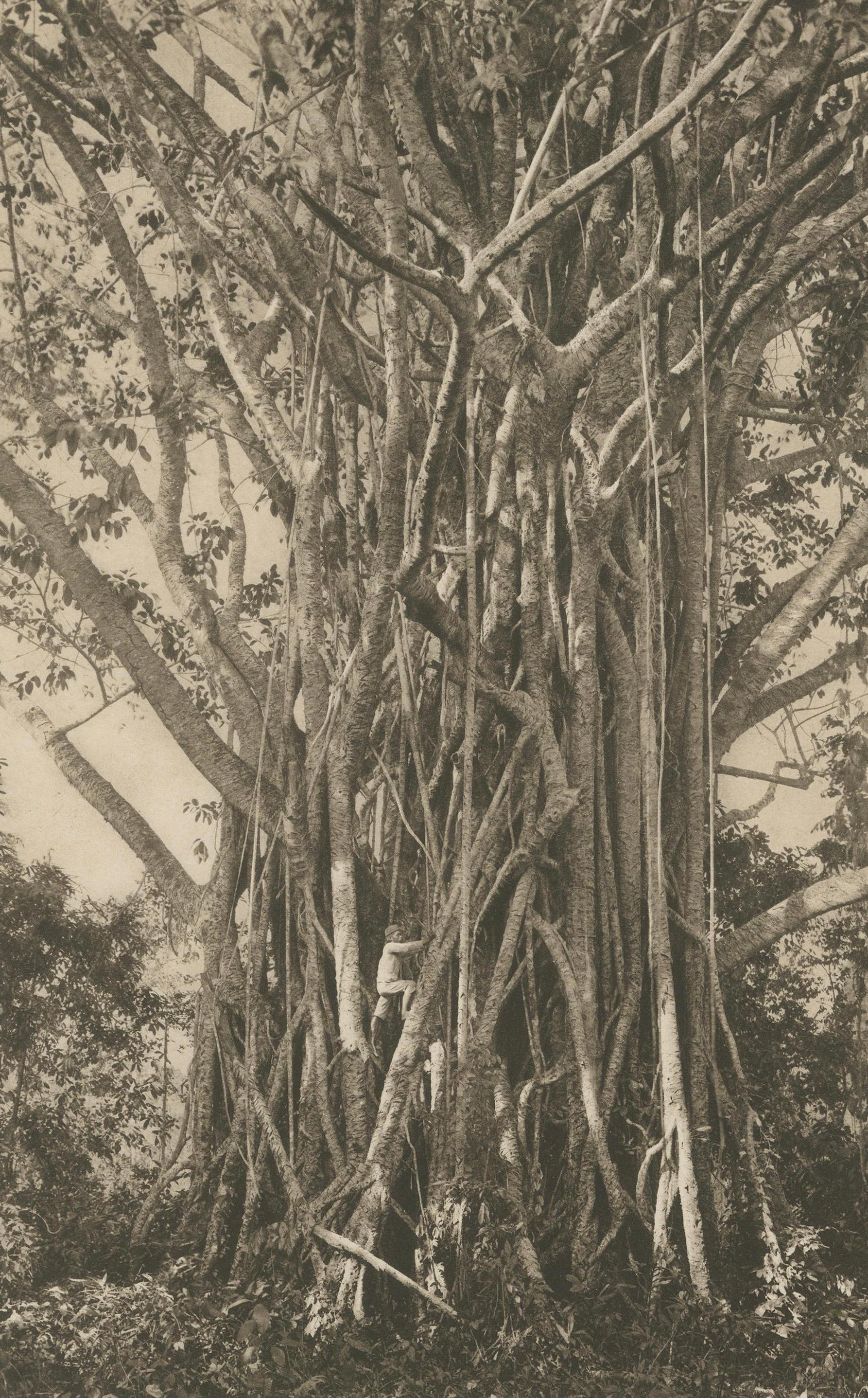 Plantation de poivre et bois, Sumatra - Photogravure ancienne de Kleingrothe c.1900

Cette photogravure originale de A.I.C. Coloni offre une rare vision documentaire de la vie dans les plantations à l'époque coloniale de Sumatra vers 1900. La