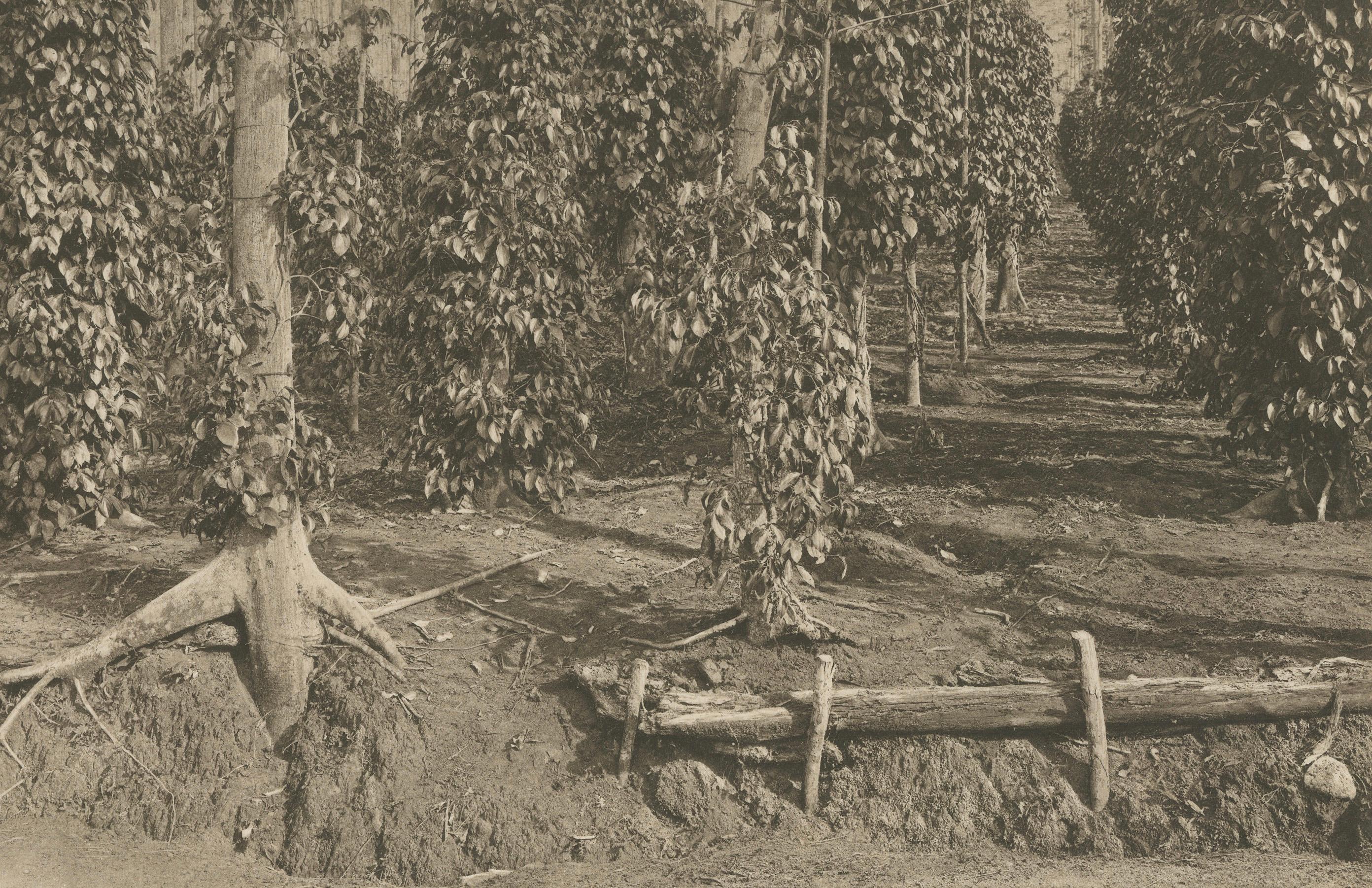 Néerlandais Plantation de poivre et bois, Sumatra - Photogravure ancienne de Kleingrothe c.1900 en vente