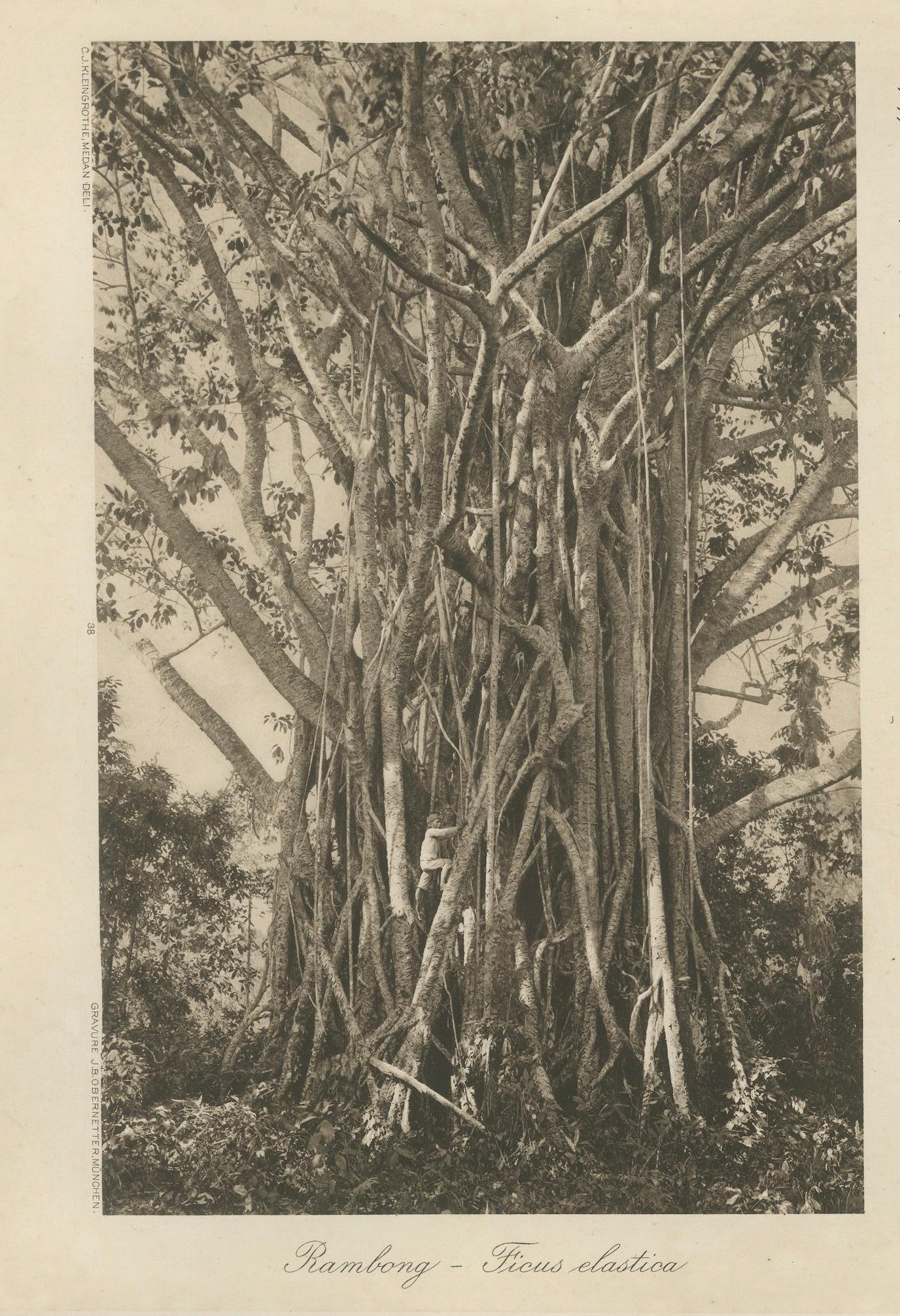 Plantation de poivre et bois, Sumatra - Photogravure ancienne de Kleingrothe c.1900 Bon état - En vente à Langweer, NL