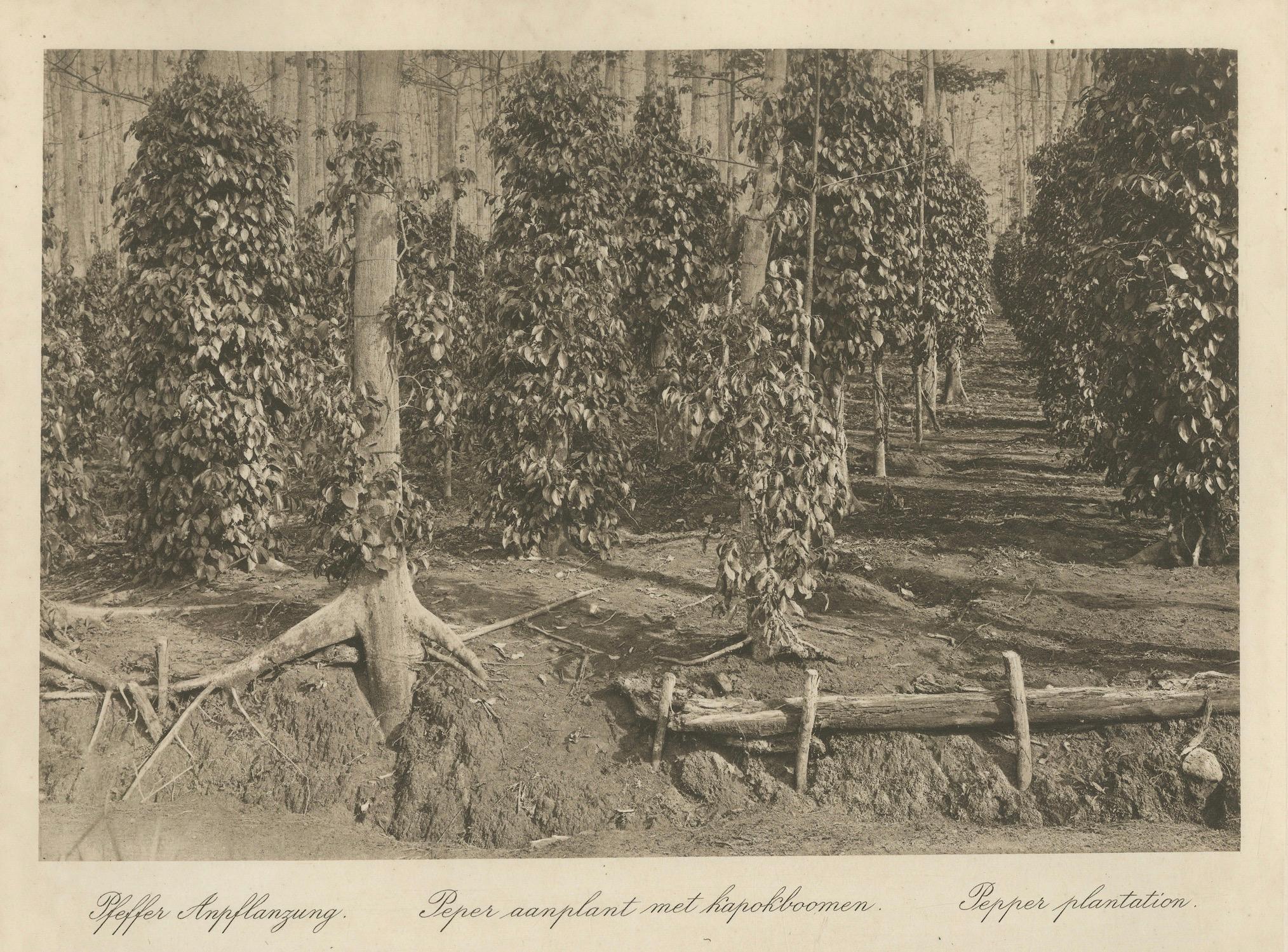20ième siècle Plantation de poivre et bois, Sumatra - Photogravure ancienne de Kleingrothe c.1900 en vente
