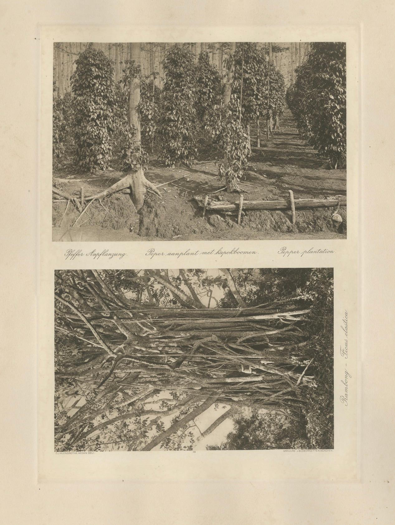 Papier Plantation de poivre et bois, Sumatra - Photogravure ancienne de Kleingrothe c.1900 en vente