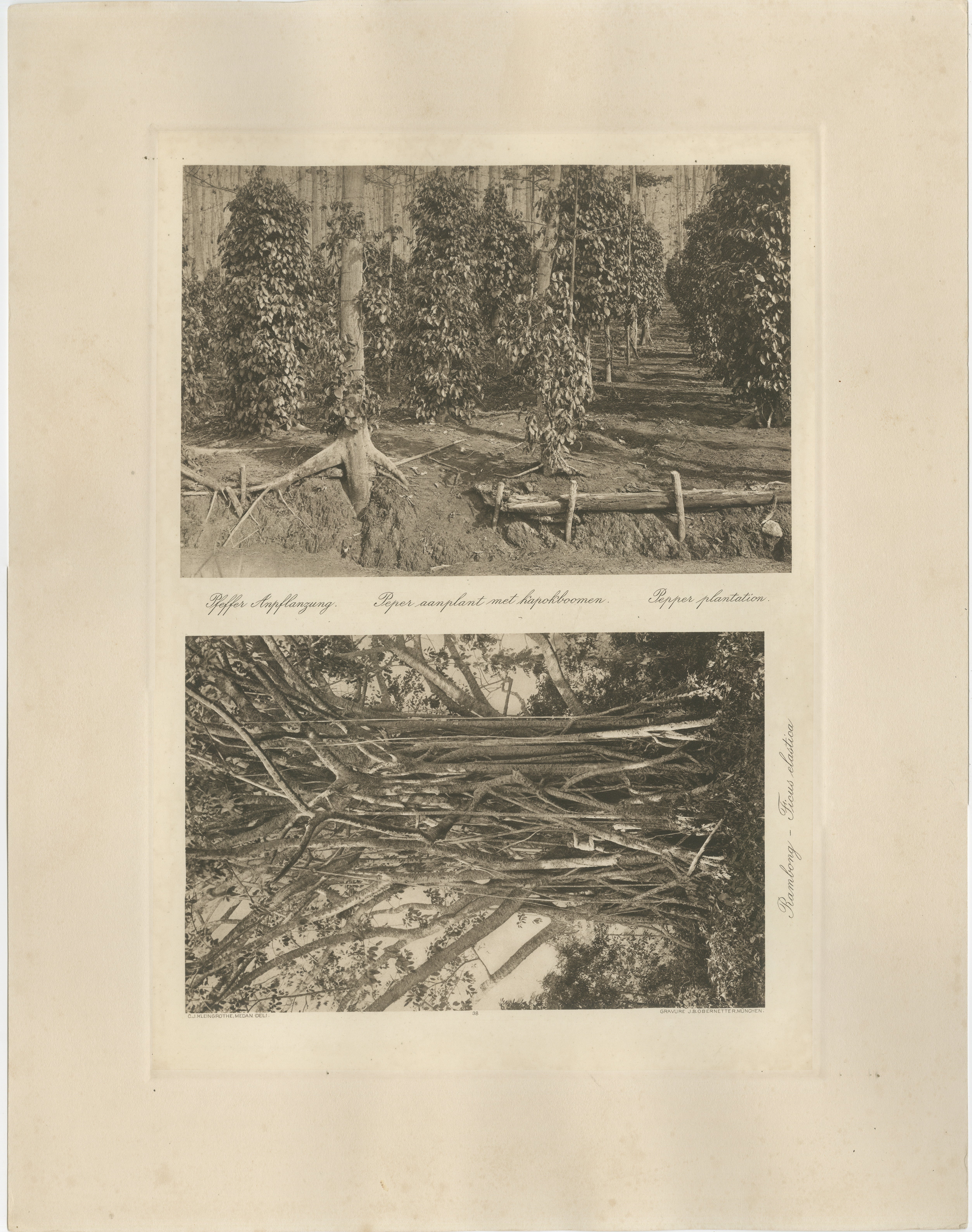 Plantation de poivre et bois, Sumatra - Photogravure ancienne de Kleingrothe c.1900
